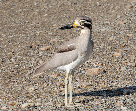 Great Thick-knee, Bundala Ntl Parl, Sri Lanka 2019