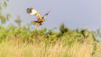 Bruine kiekendief ♂, Eurasian Marsh Harrier, Rietlanden Kockengen 2024