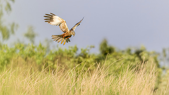 Bruine kiekendief ♂, Eurasian Marsh Harrier, Rietlanden Kockengen 2024