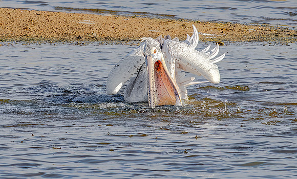 Spot-billed Pelican, Bundala Natl Park, Sri Lanka 2019
