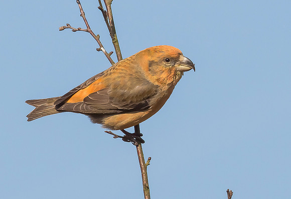 Grote Kruisbek ♂, Parrot Crossbill, Zeist 2018