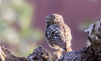 Steenuil, Little Owl, Groene Hart, Nederland 2024