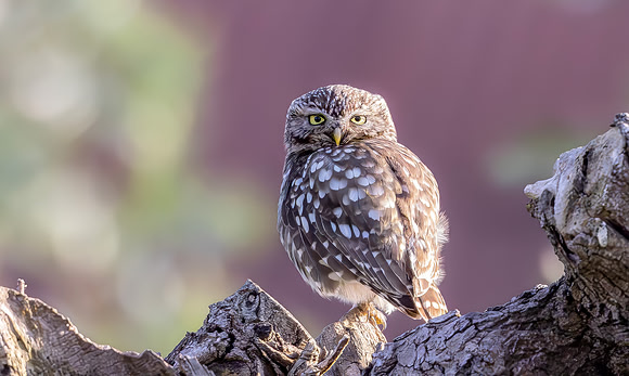 Steenuil, Little Owl, Groene Hart, Nederland 2024