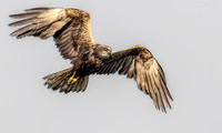 Bruine Kiekendief ♀, Eurasian Marsh Harrier, Kockengen 2024