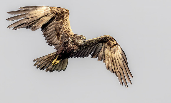 Bruine Kiekendief ♀, Eurasian Marsh Harrier, Kockengen 2024