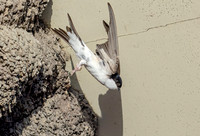 Huiszwaluw, House Martin, Kortrijk 2024