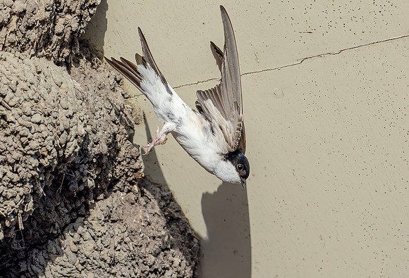 Huiszwaluw, House Martin, Kortrijk 2024