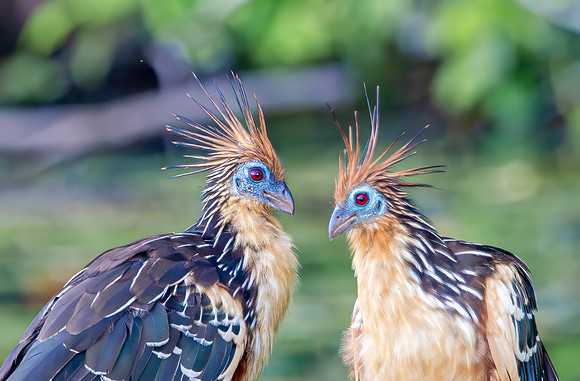 Hoatzin, Rio Madres de Dios, Perú 2014