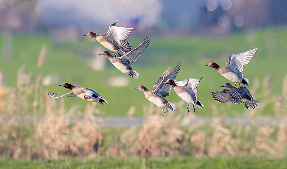Smient ♂,♀, Wigeon, Waverhoek 2024