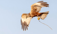 Bruine Kiekendief ♂, Eurasian Marsh Harrier, Rietlanden Kockengen 2026