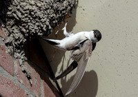 Huiszwaluw, House Martin, Kortrijk 2024