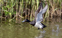 Kuifeend ♂, Tufted Duck, Kockengen 2019