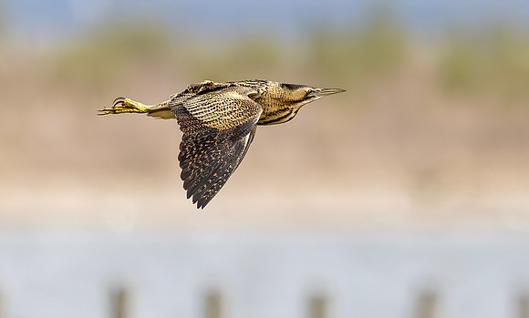 Roerdomp, Eurasian Bittern, Marker Wadden 2024