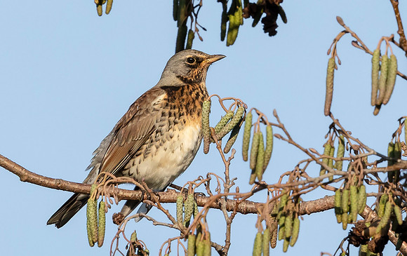 Kramsvogel, Fieldfare, Kockengen 2020