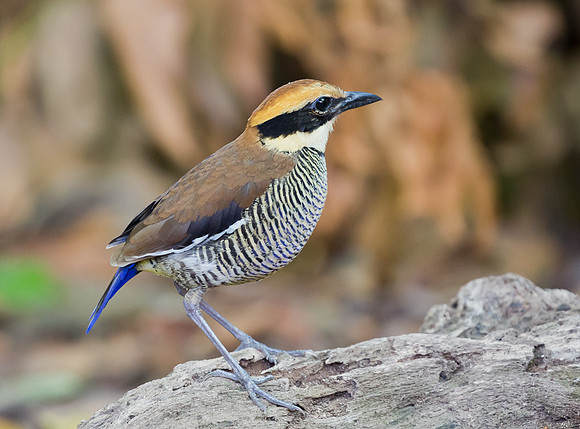 Javan Banded Pitta ♀, Bali, Indonesia 2018