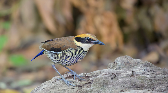 Javan Banded Pitta ♀, Bali, Indonesia 2018