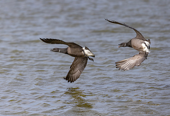Rotgans, Brent Goose, Texel 17-04-2026, 0S1A6253
