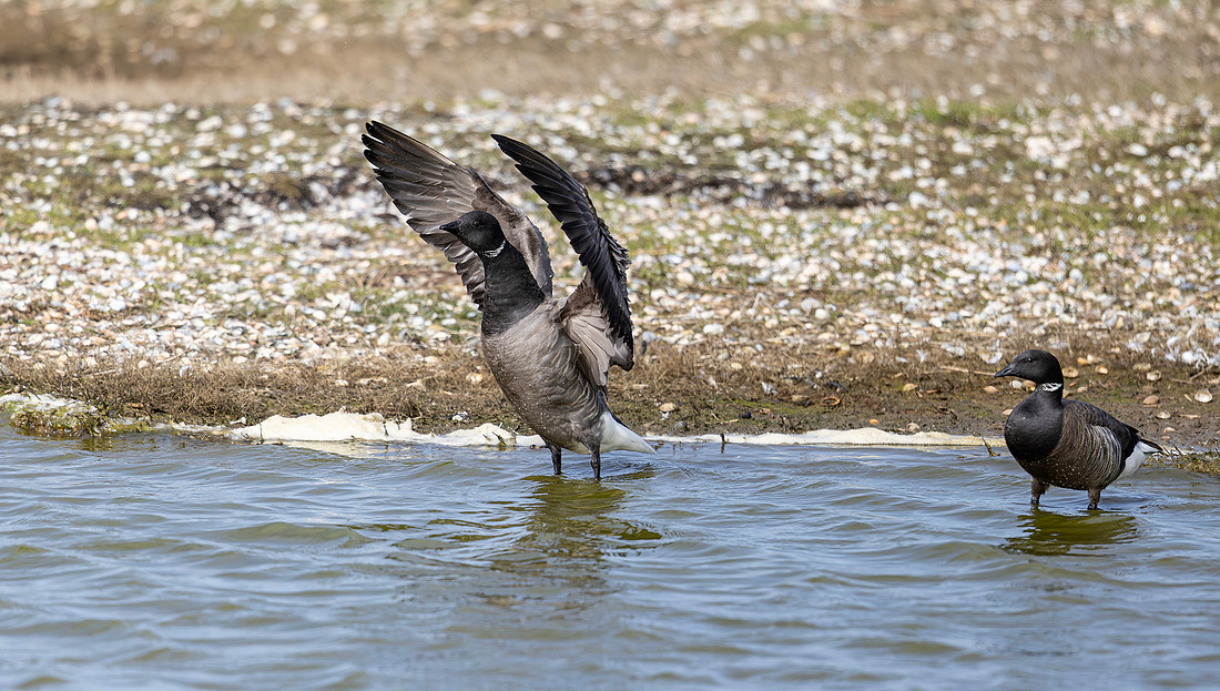 Rotgans rivaliteit, Brent Goose rivalry, Texel 2026