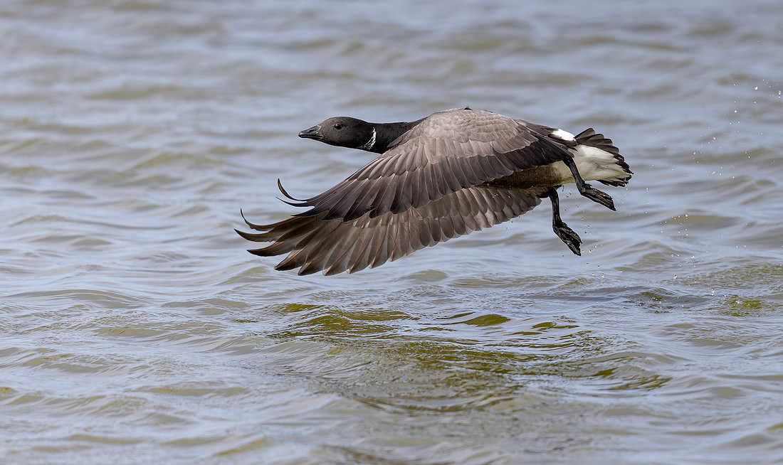 Rotgans rivaliteit, Brent Goose rivalry, Texel 2026