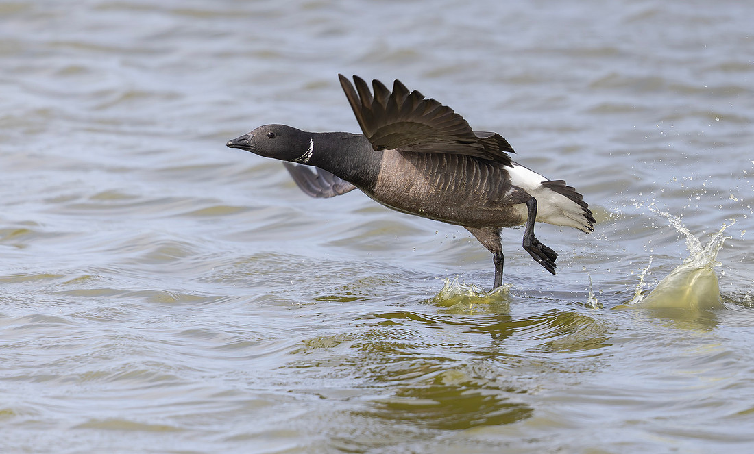 Rotgans rivaliteit, Brent Goose rivalry, Texel 2026