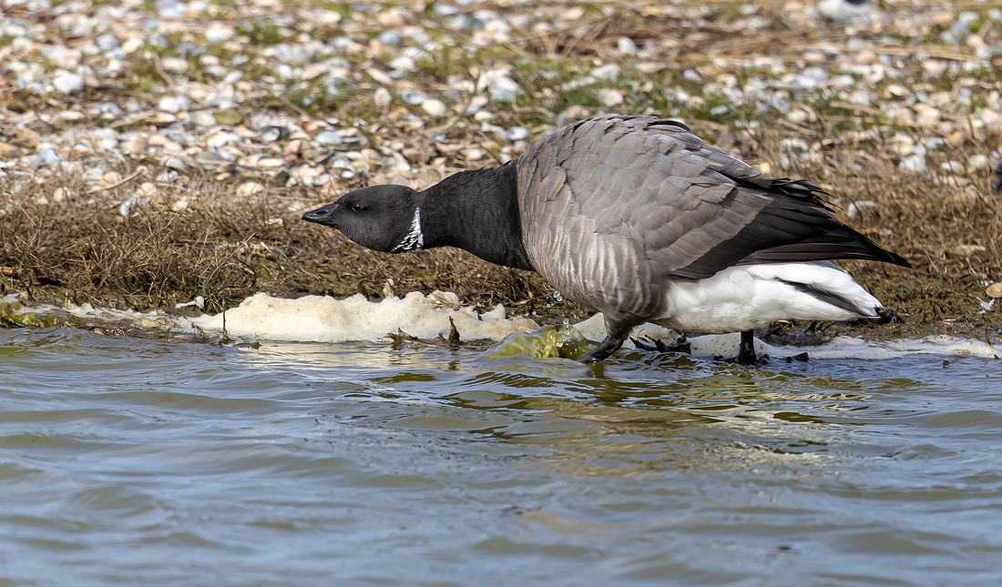 Rotgans rivaliteit, Brent Goose rivalry, Texel 2026