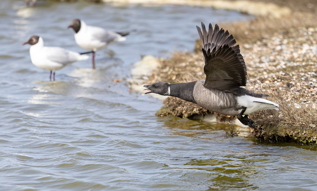 Rotgans rivaliteit, Brent Goose rivalry, Texel 2026