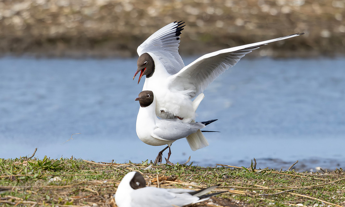 Kokmeeuw paring, Black-headed Gull copulation, Texel 2026