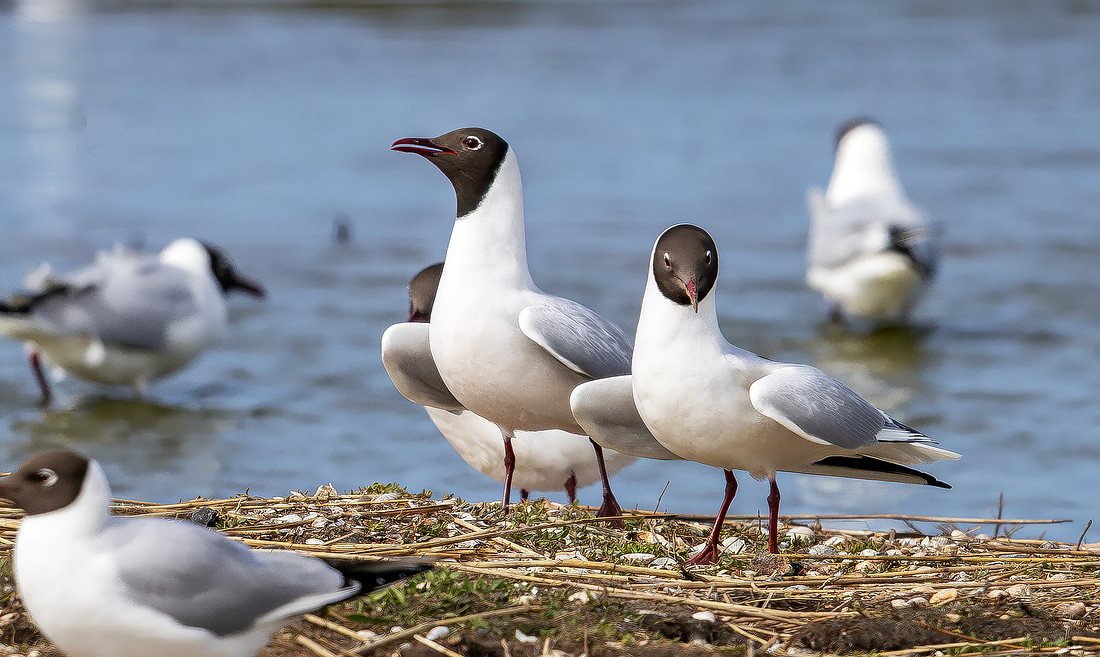Kokmeeuw balts, Black-headed Gull courstship, Texel 2026