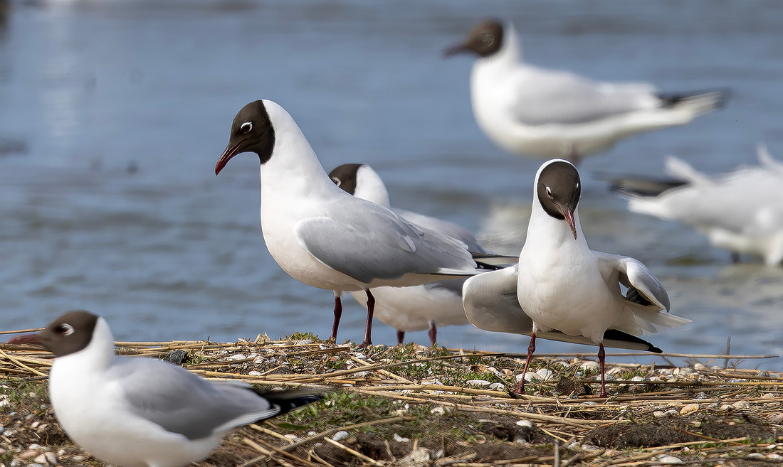Kokmeeuw balts, Black-headed Gull courstship, Texel 2026