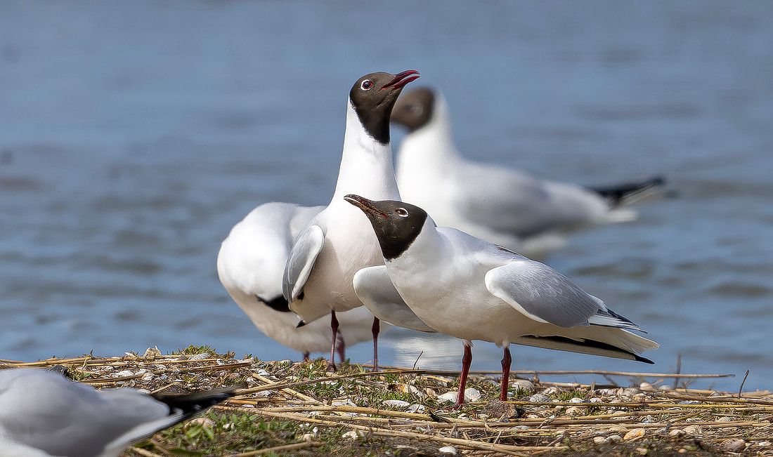 Kokmeeuw balts, Black-headed Gull courstship, Texel 2026