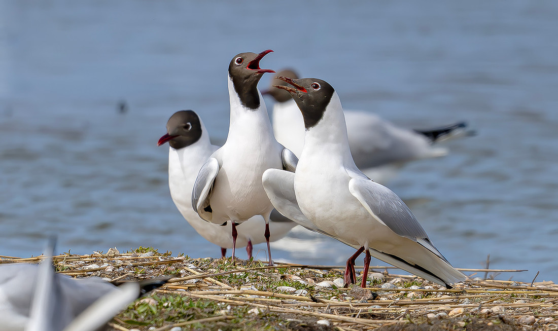 Kokmeeuw balts, Black-headed Gull courstship, Texel 2026