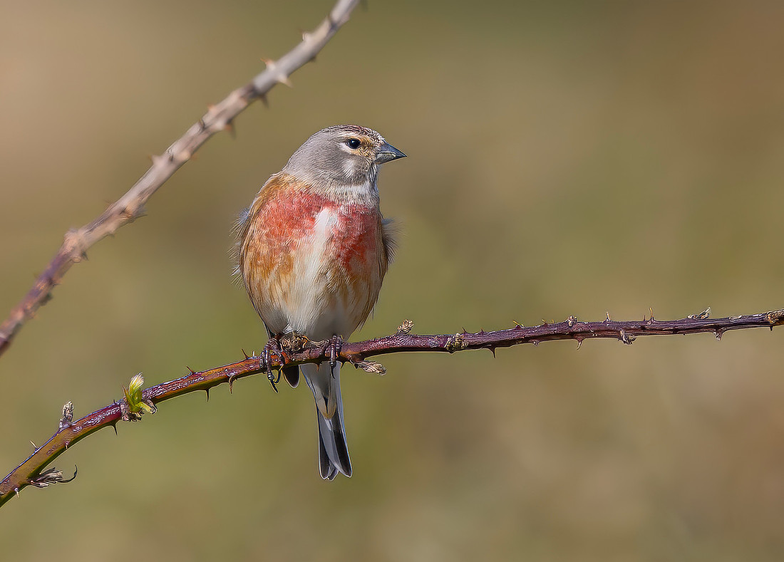 Kneu ♂, Common Linnet, Texel 2026