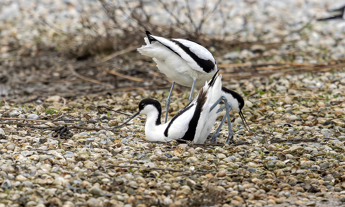 Kluut, Pied Avocet, Texel 2026