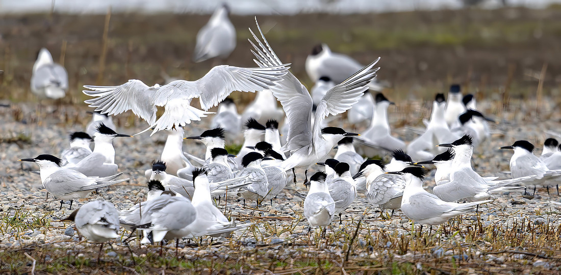 Grote stern, Sandwich Tern, Texel 2026