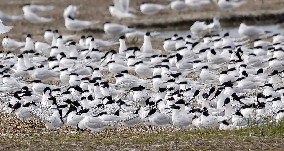 Grote stern, Sandwich Tern, Texel 2026
