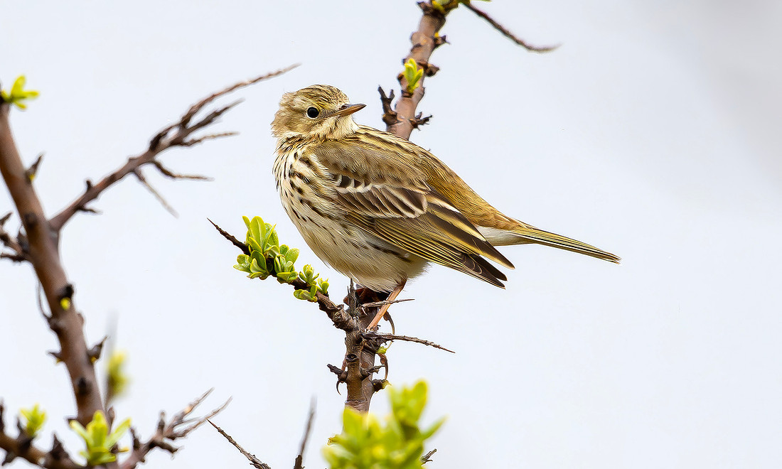 Graspieper, Meadow Pipit, Texel 2026