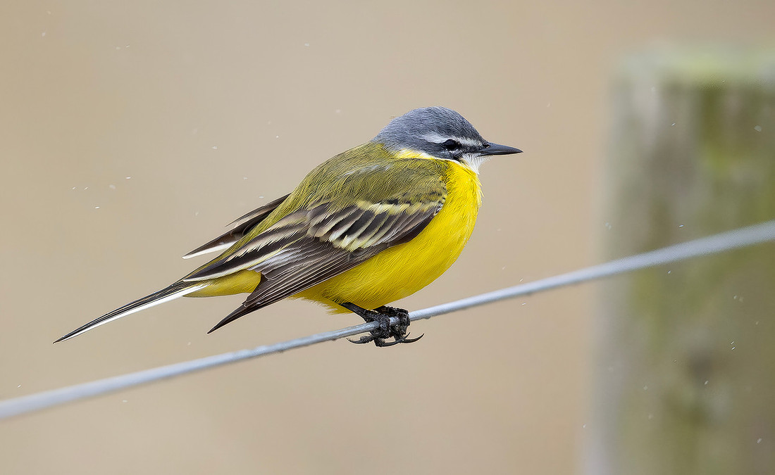 Gele kwikstaart ♂, Yellow Wagtail, Texel 2026