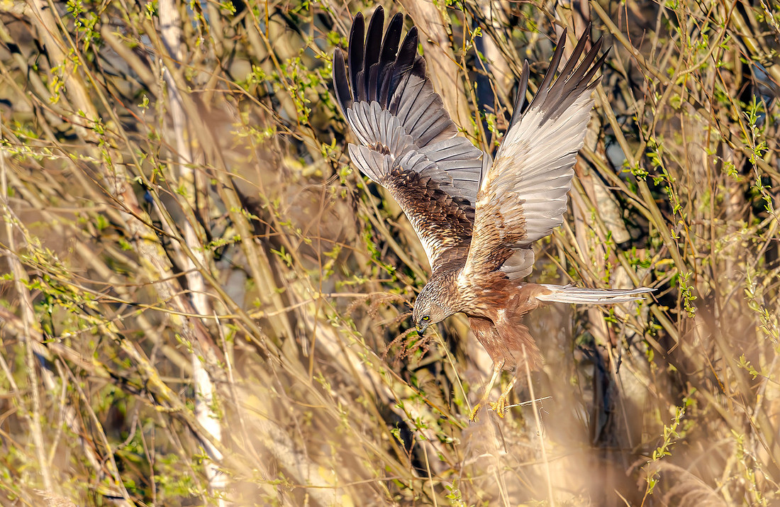 Bruine Kiekendief ♂, Eurasian Marsh Harrier, Kockengen 2026