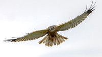Bruine Kiekendief ♂, Eurasian Marsh Harrier, Texel 2026
