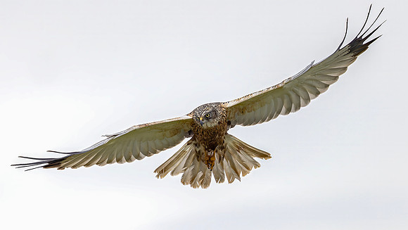 Bruine Kiekendief ♂, Eurasian Marsh Harrier, Texel 2026