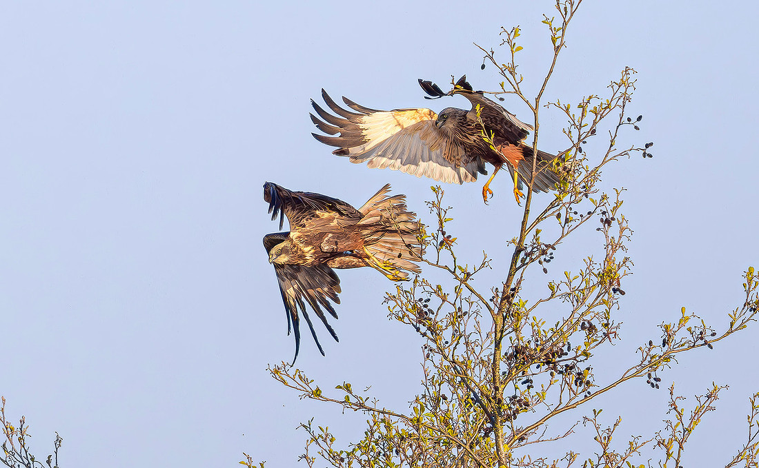 Bruine Kiekendief , ♀, ♂, Eurasian Marsh Harrier, Kockengen 2023