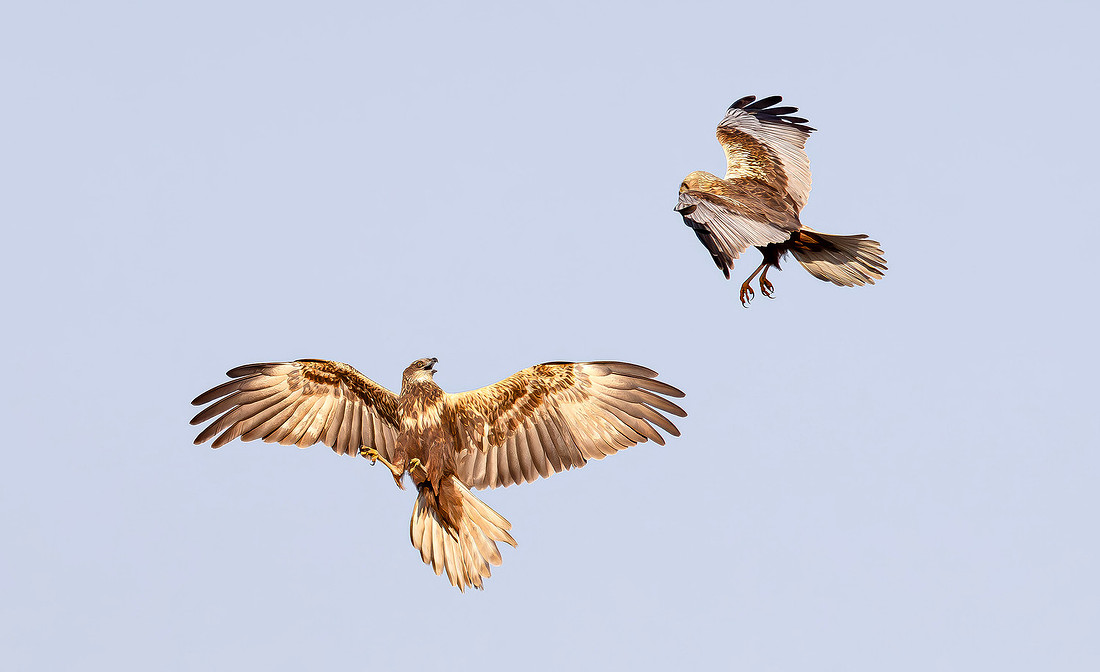Bruine Kiekendief , ♀, ♂, Eurasian Marsh Harrier, Kockengen 2023