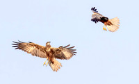 Bruine Kiekendief , ♀, ♂, Eurasian Marsh Harrier, Kockengen 2023