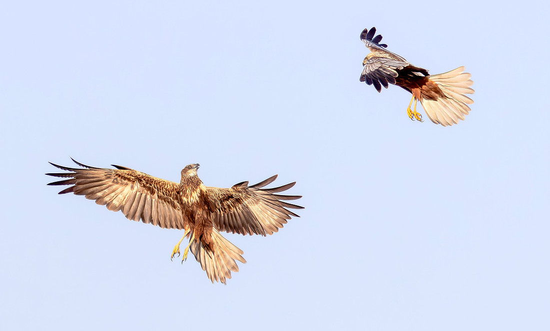 Bruine Kiekendief , ♀, ♂, Eurasian Marsh Harrier, Kockengen 2023