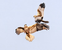 Bruine Kiekendief , ♀, ♂, Eurasian Marsh Harrier, Kockengen 2023
