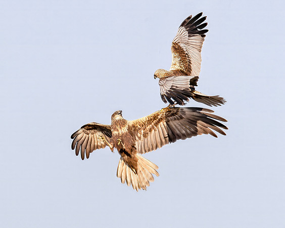 Bruine Kiekendief , ♀, ♂, Eurasian Marsh Harrier, Kockengen 2023