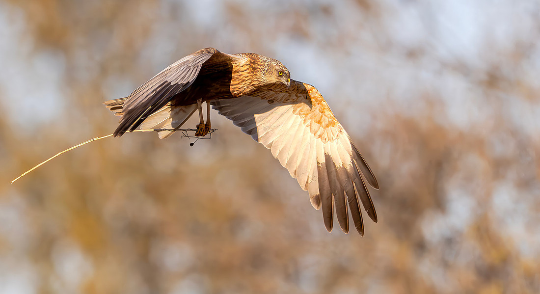 Bruine Kiekendief ♂, Eurasian Marsh Harrier, Kockengen 08-04-2026, 0S1A5919 X II