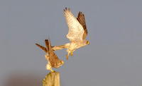 Torenvalk ♂, ♀, Common Kestrel, Kockengen 2026
