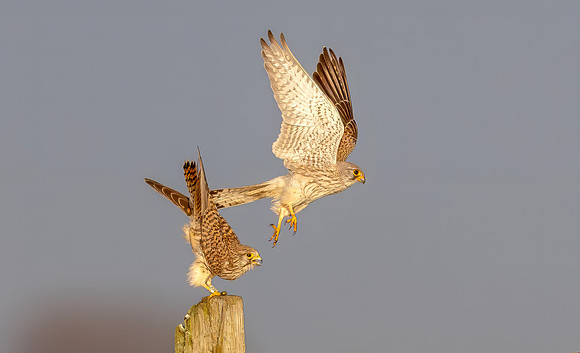Torenvalk ♂, ♀, Common Kestrel, Kockengen 2026