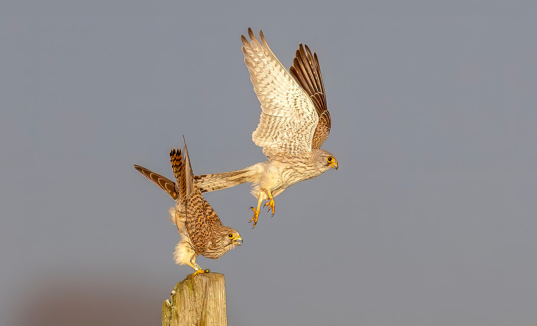 Torenvalk ♂, ♀, Common Kestrel, Kockengen 2026